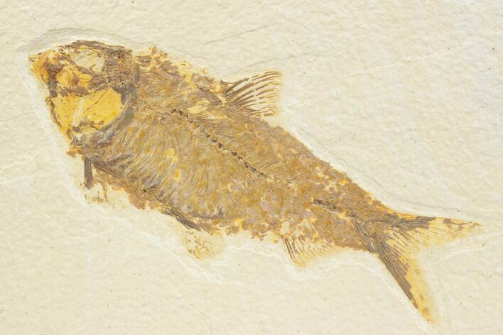 Detailed Fossil Fish (Knightia) - Wyoming #373674
